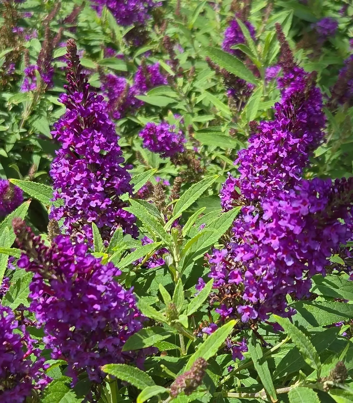 Li'l Grape butterfly bush