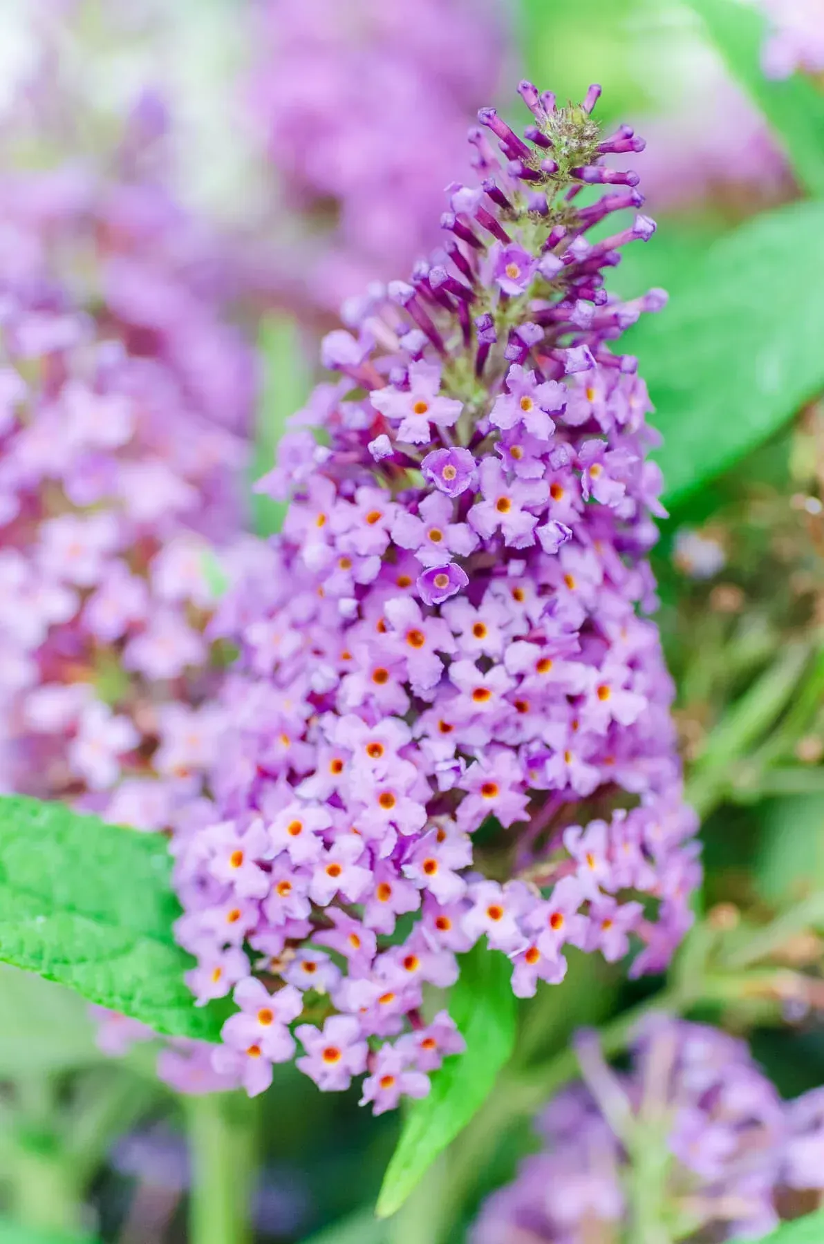 Li'l Lavender Butterfly Bush