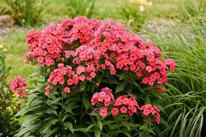 Luminary 'Sunset Coral'