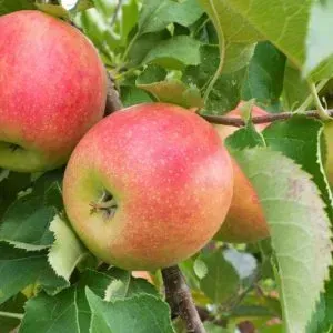McIntosh Apple