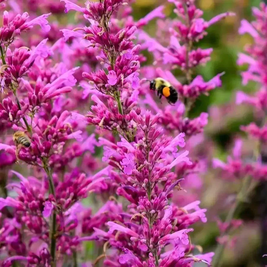 Meant to Bee 'Royal Raspberry