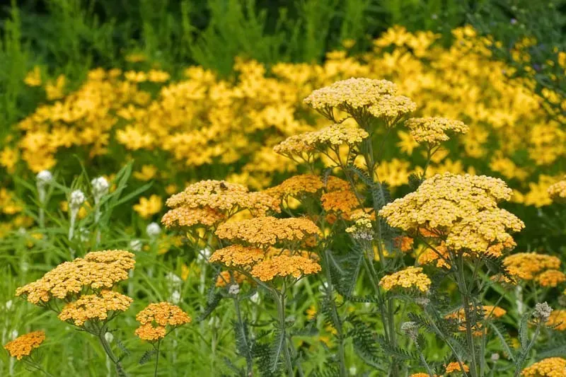 Milky Rock Yellow