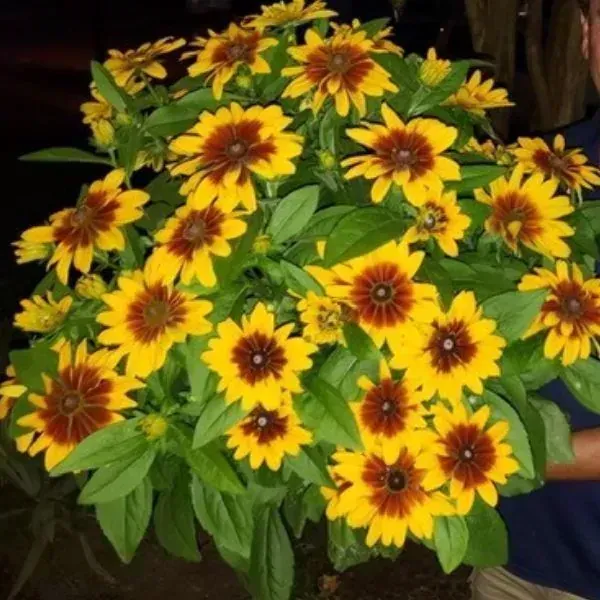 Minibeckia Flame