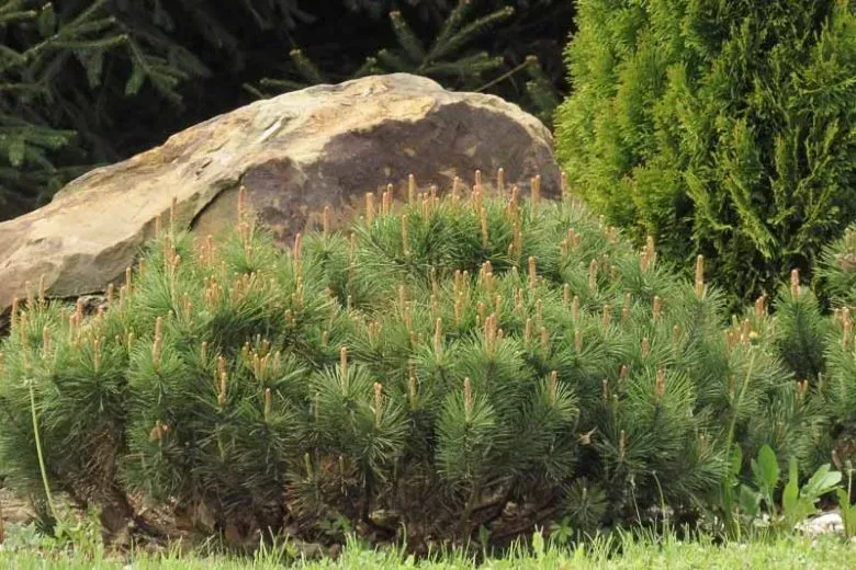 Mugo Pine - Pinus Mugo
