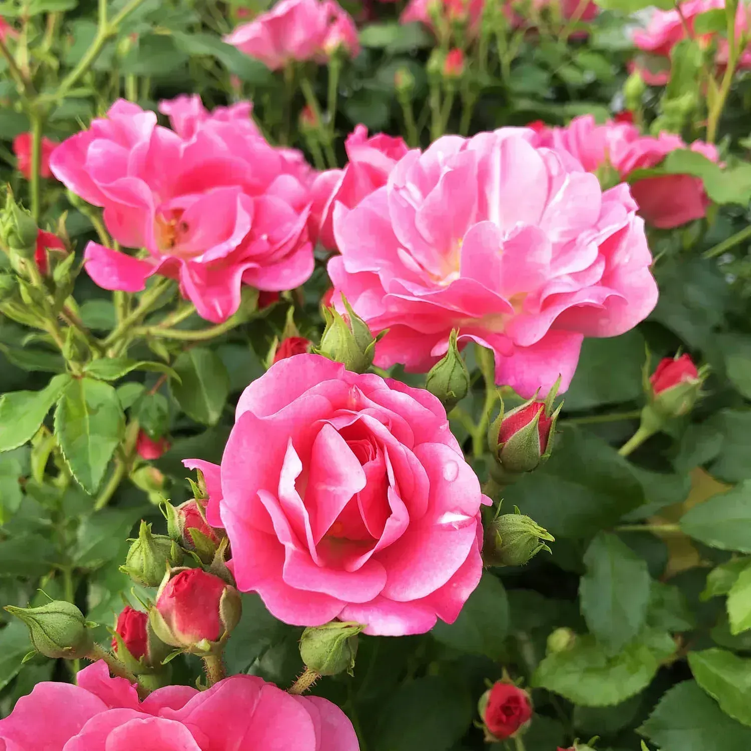 Oso Easy Double Pink