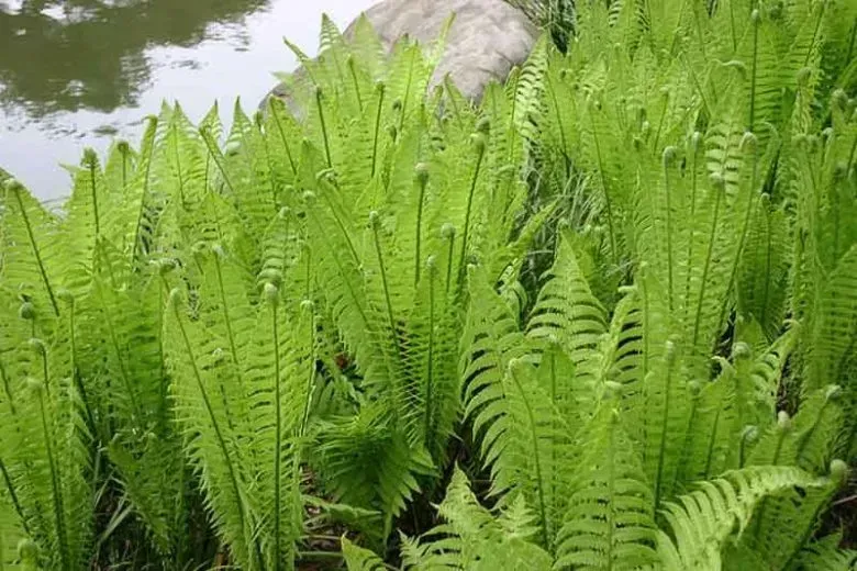 Ostrich Fern