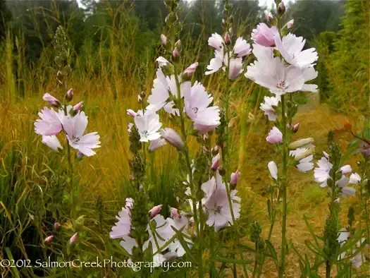 Pale Pink Sidalcea Elsie Heu