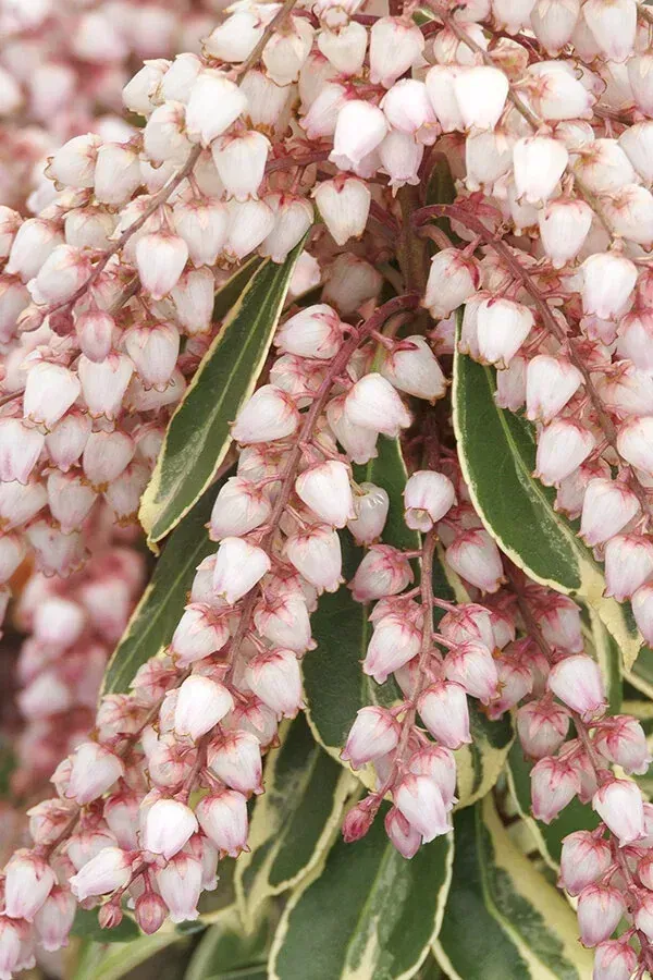 Passion Pieris