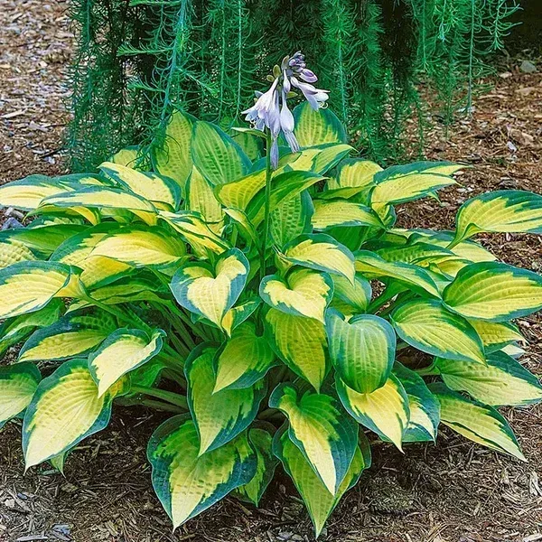 Paul's Glory Plantain Lily