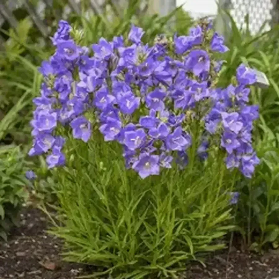 Peach-Leaved Bellflower - Takion Blue