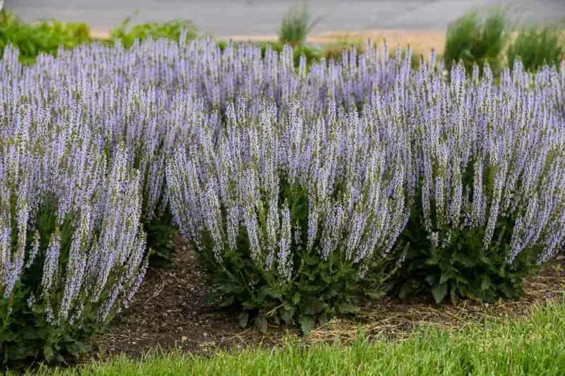 Perfect Profusion