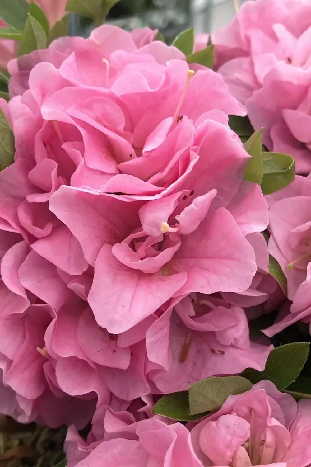 Perfecto Mundo Double Pink
