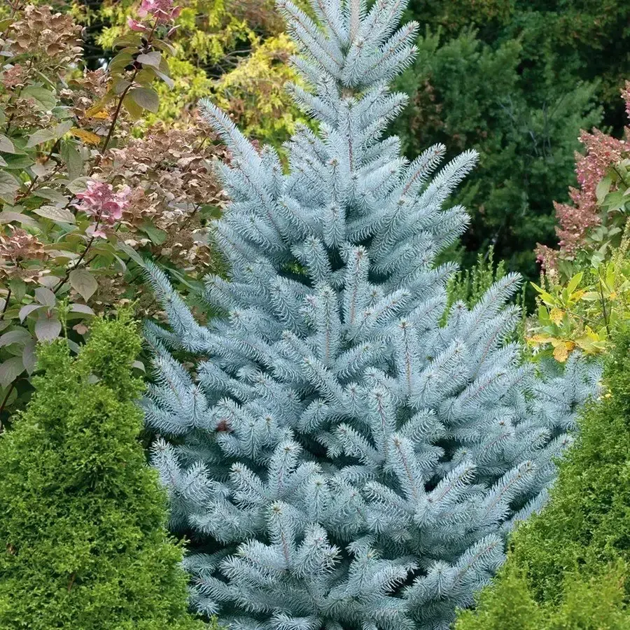 Picea Pungens Glauca 'Baby Blue'