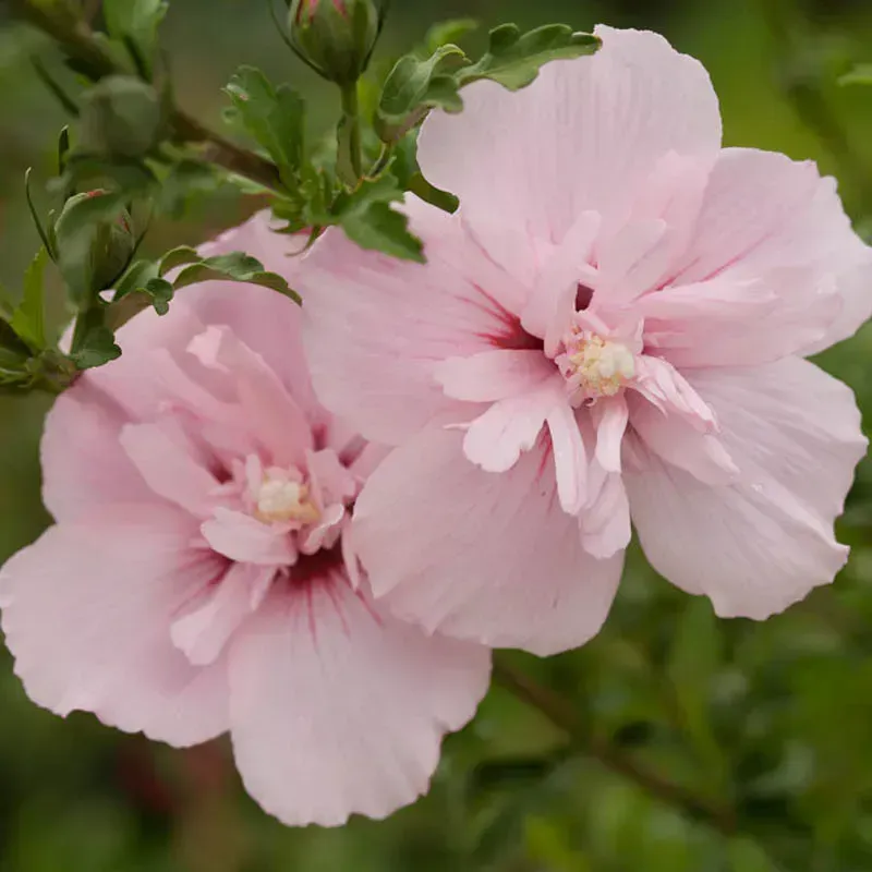 Pink Chiffon