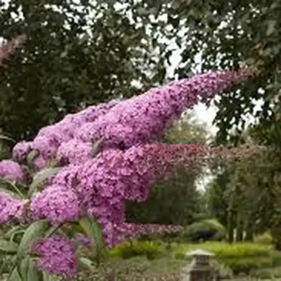 Pink Delight