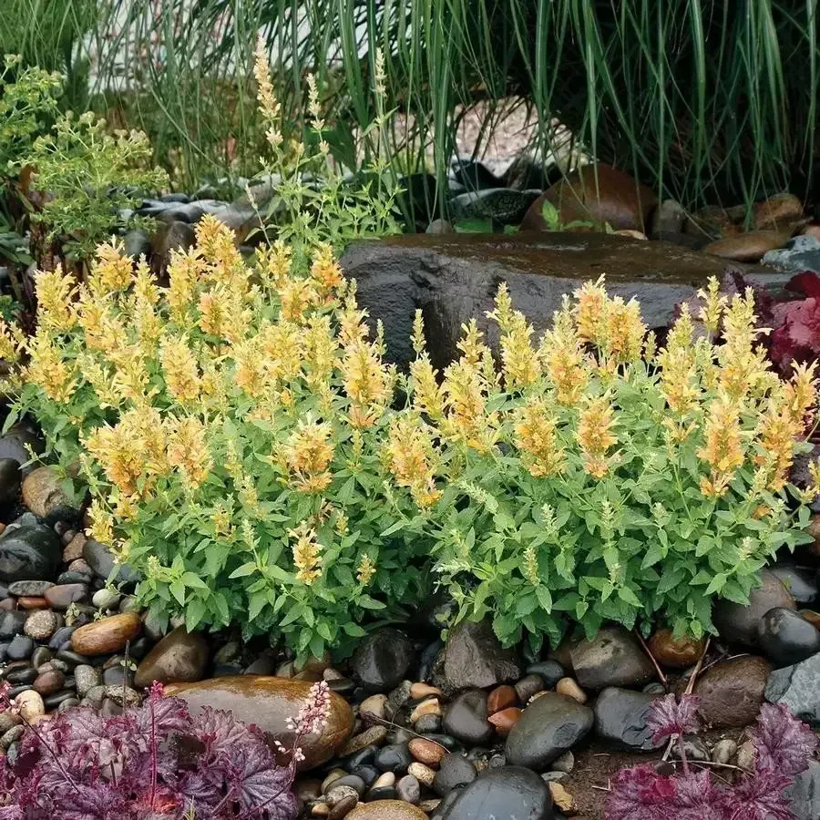 Poquito Butter Yellow Dwarf