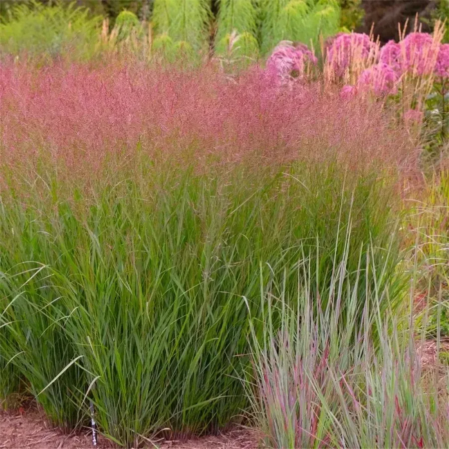 Prairie Winds 'Apache Rose'