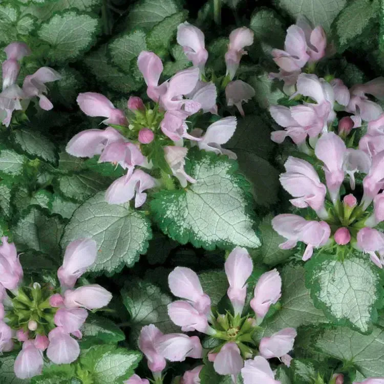 Proven Accents Pink Chablis