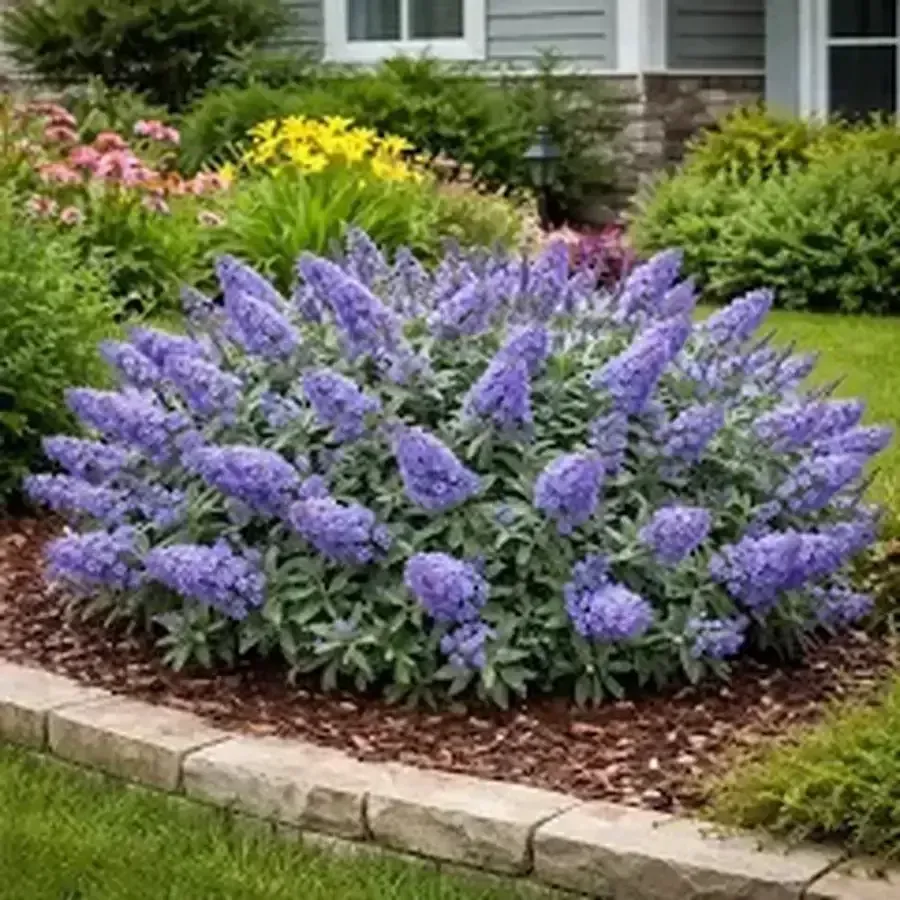 Pugster Blue