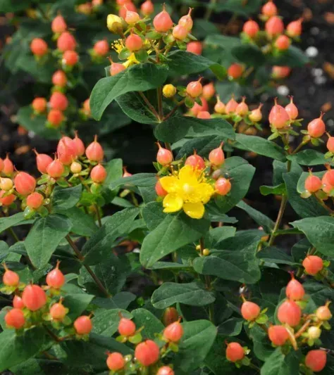 Pumpkin St. John's Wort