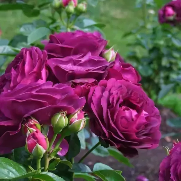 Purple Pavement (Rugosa Rose)