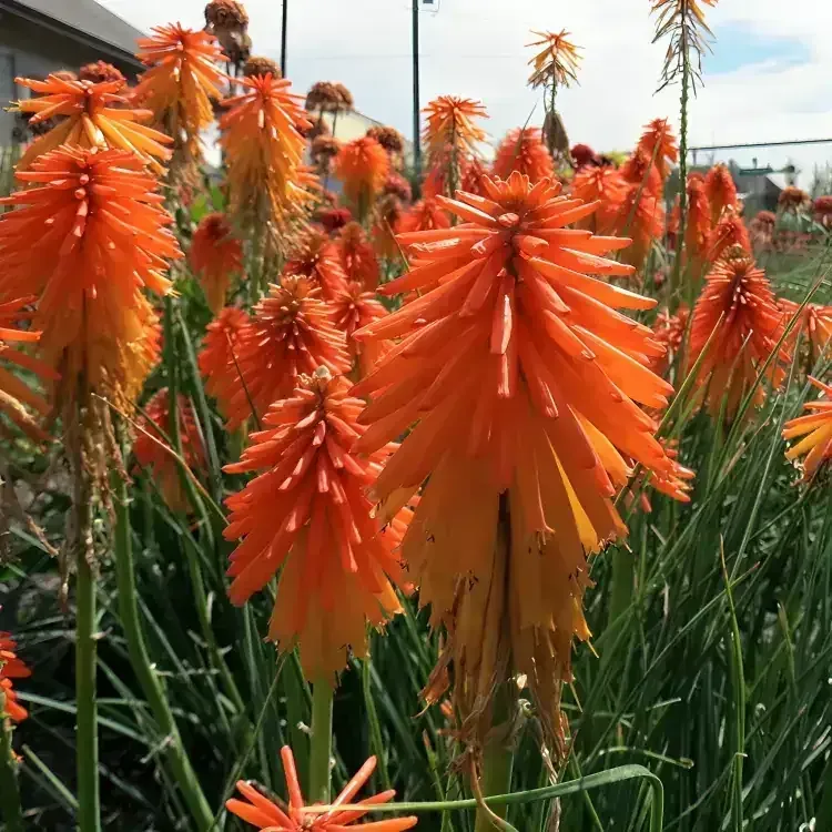 Pyromania 'Backdrift'