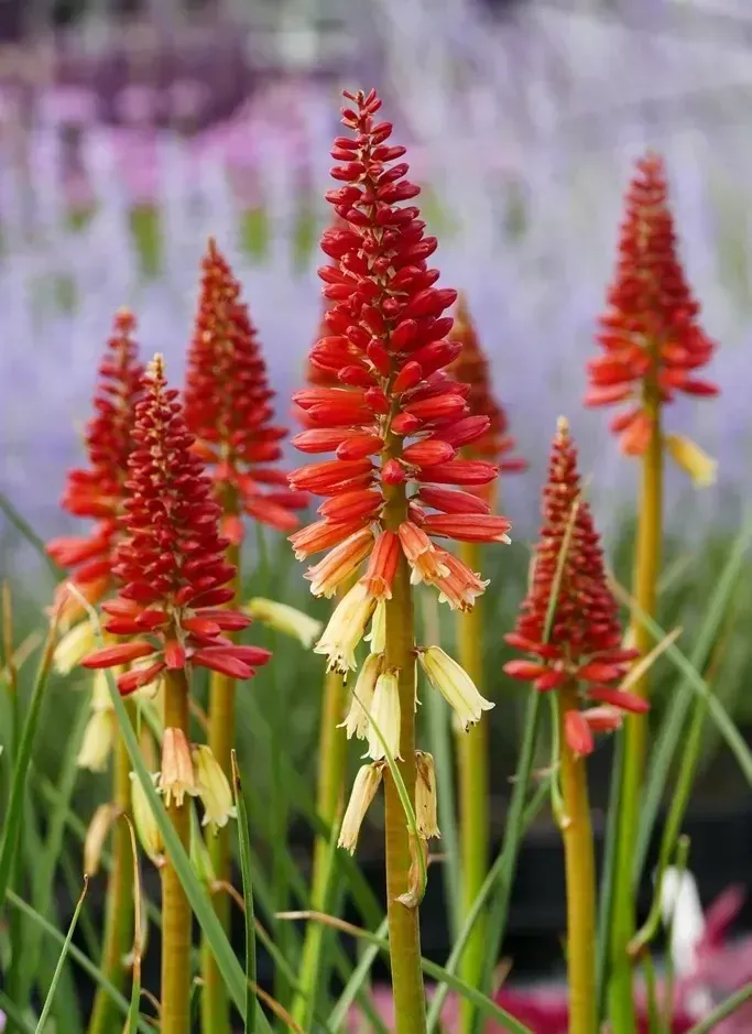 Pyromania 'Rocket's Red Glare'