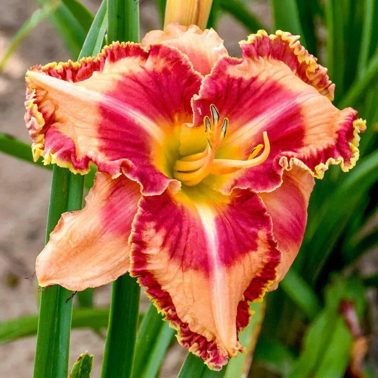 Rainbow Rhythm 'Lake of Fire'