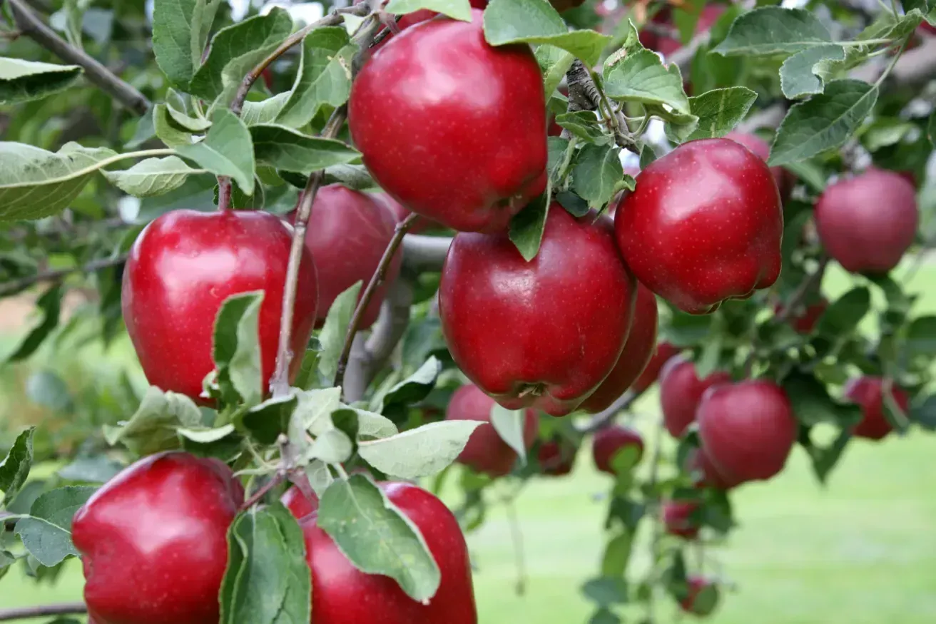 Red Delicious Apple