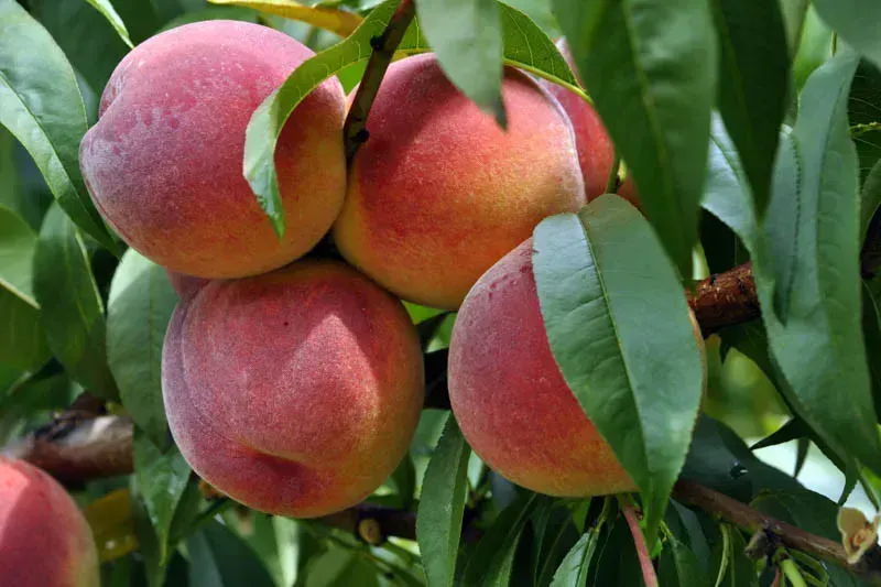 Red Haven Peach