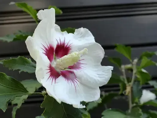 Red Heart Rose of Sharon/Althea