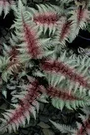 Regal Red Japanese Painted Fern