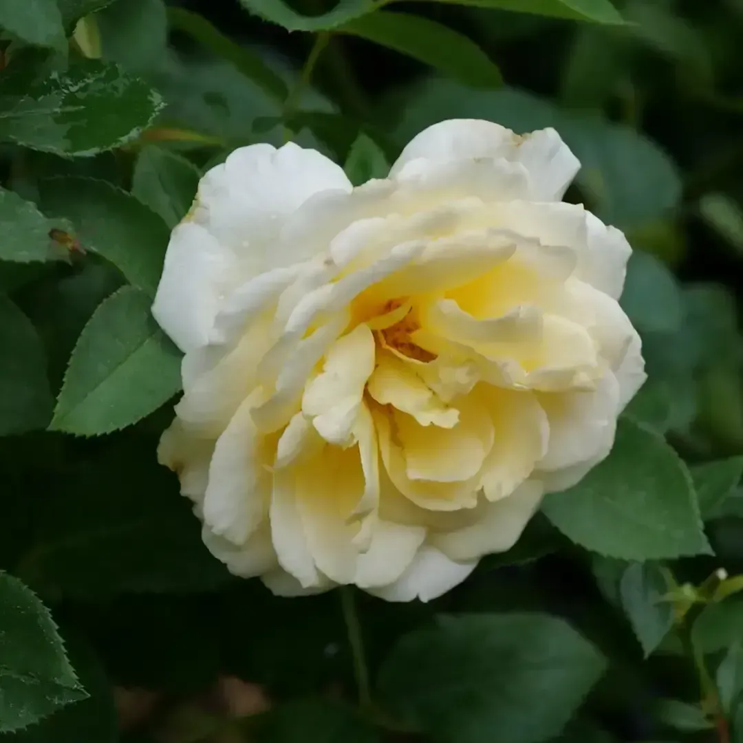 Reminiscent Crema