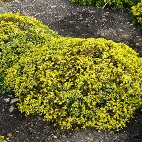 Rock 'N Low 'Yellow Brick Road'