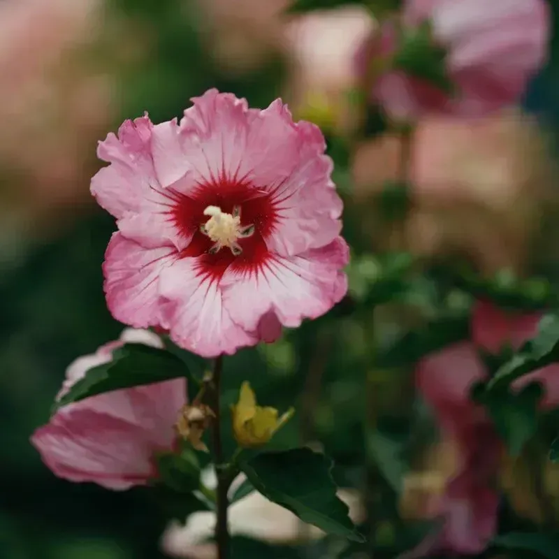 Ruffled Satin (Rose of Sharon)