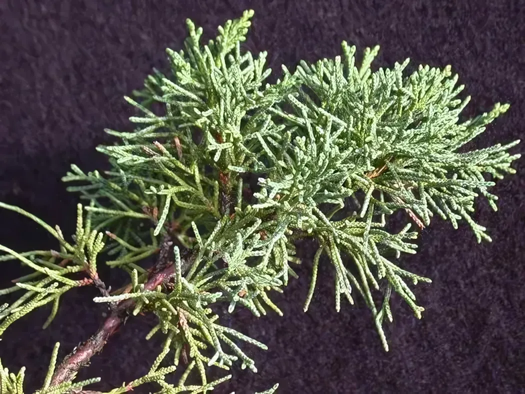 Sargents Juniper