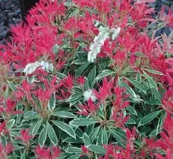 Scarlett O'hara Pieris