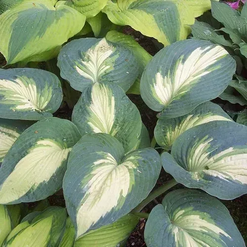 Shadowland 'Hudson Bay'