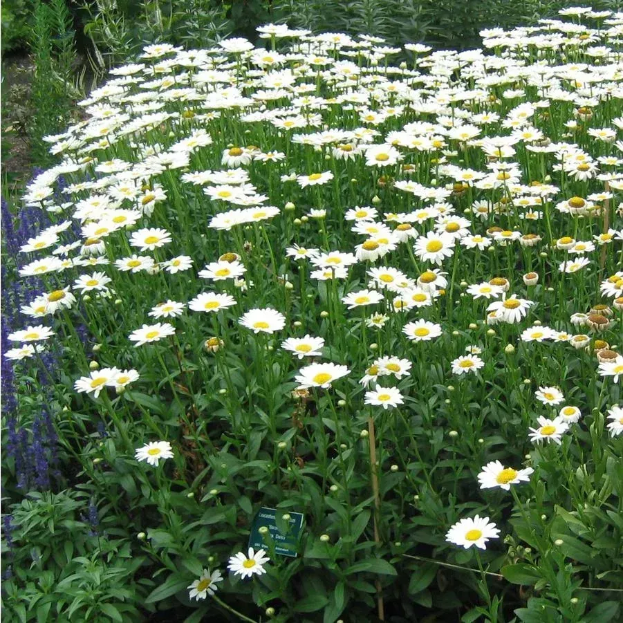 Shasta Daisy