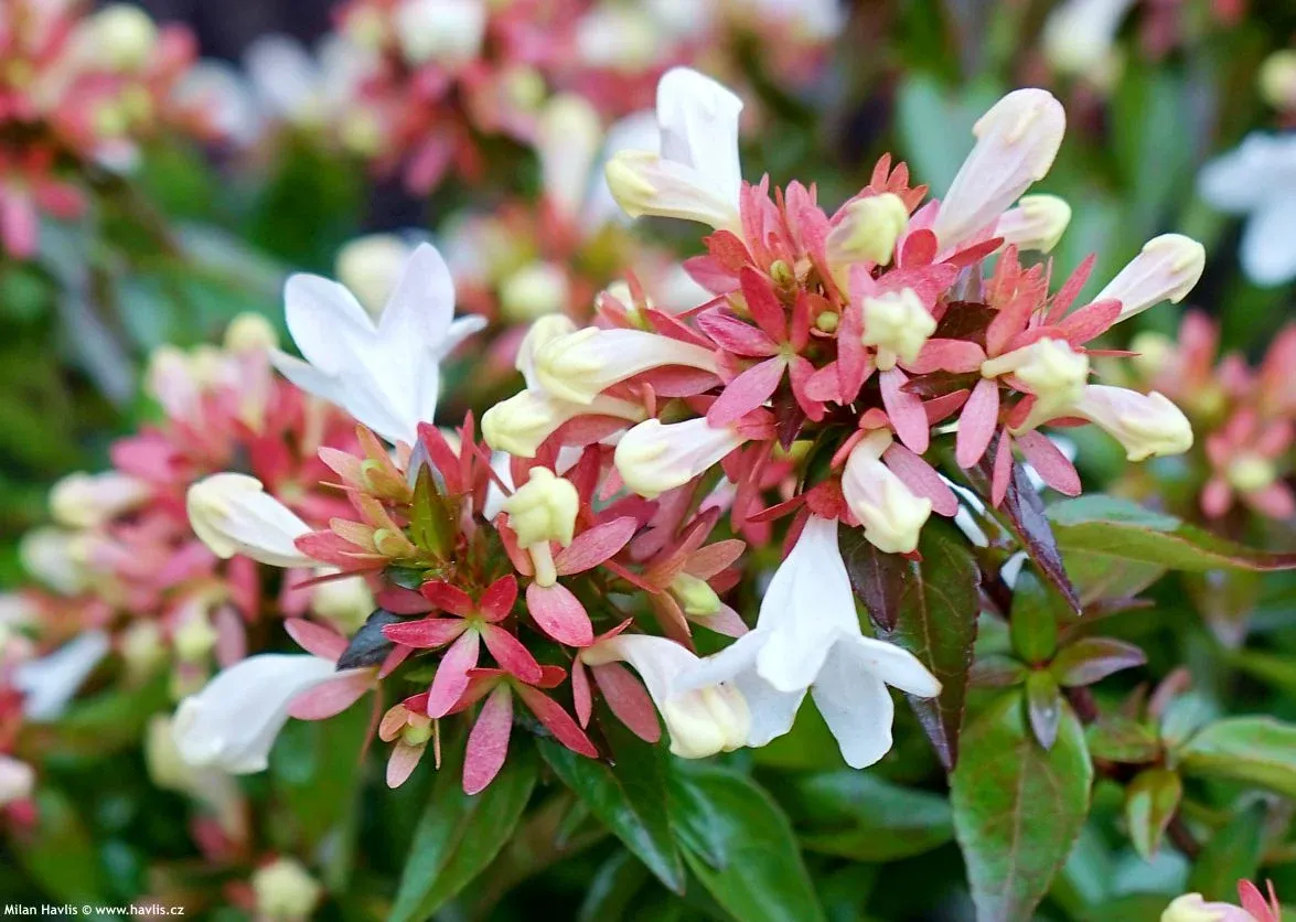 Sherwood Abelia