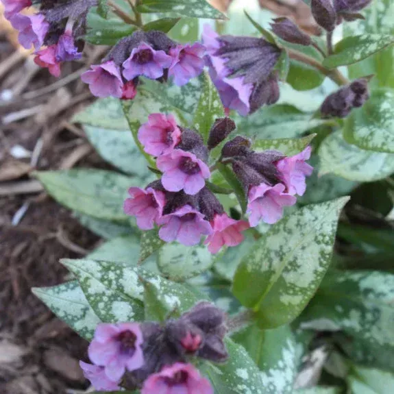 Silver Bouquet Lungwort