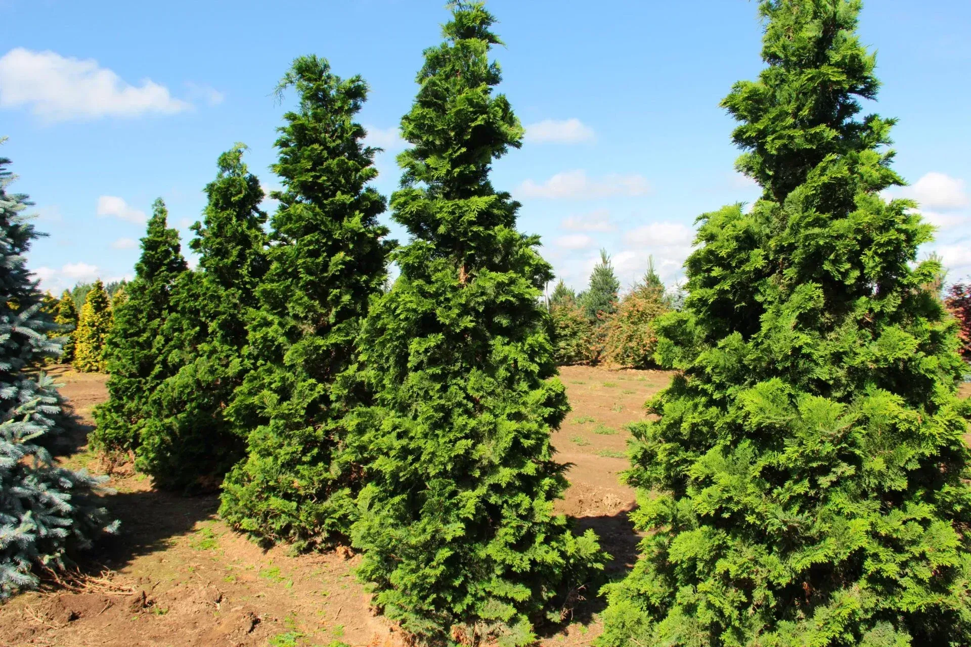 Slender Hinoki False Cypress