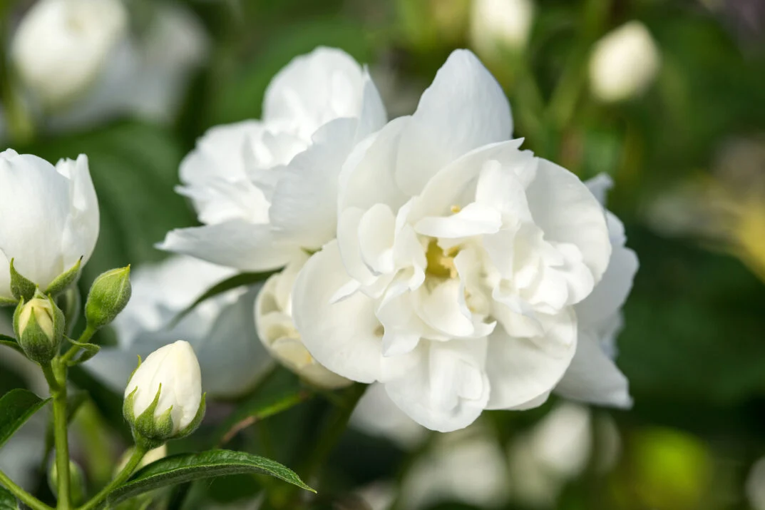 Snow White Mockorange