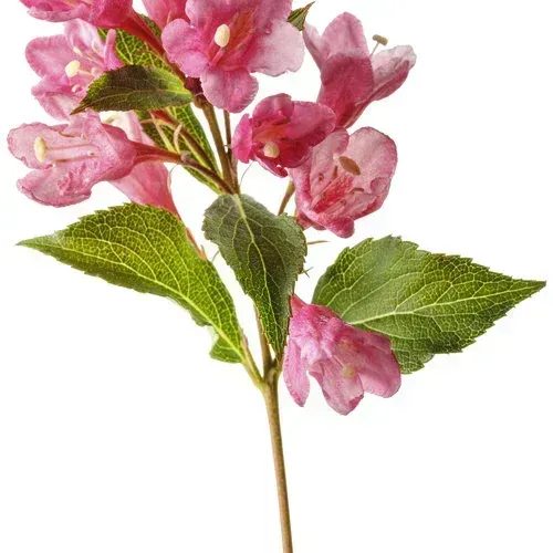 Sonic Bloom Pink