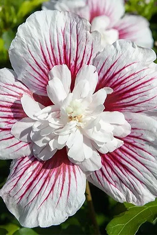Starblast CHIFFON Rose of Sharon
