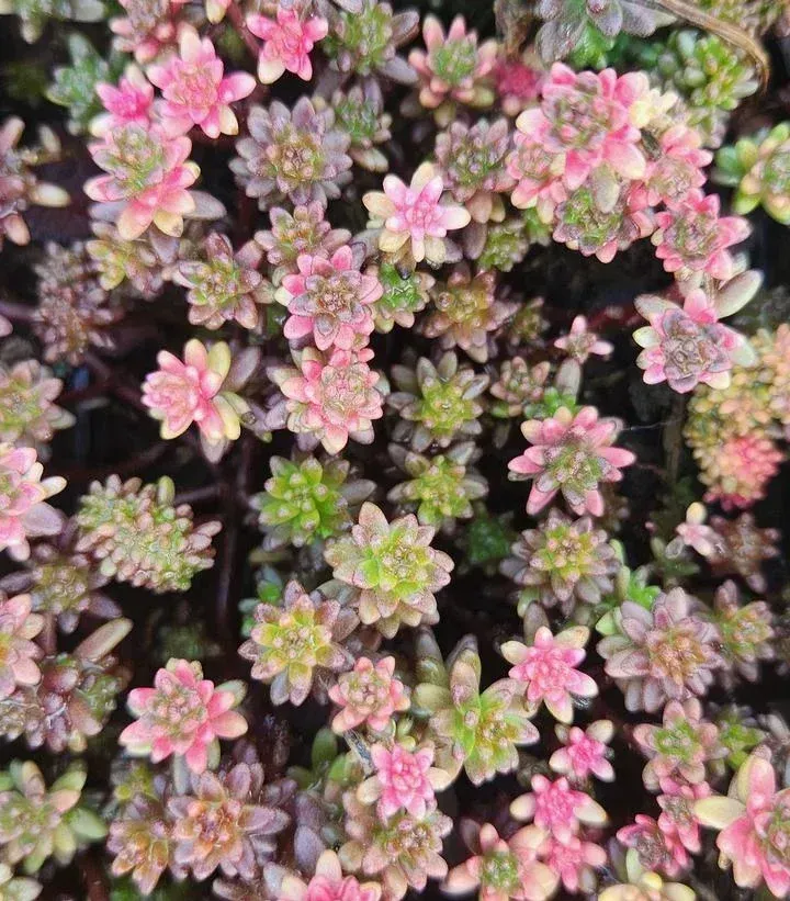 Stonecrop 'Coral Carpet'
