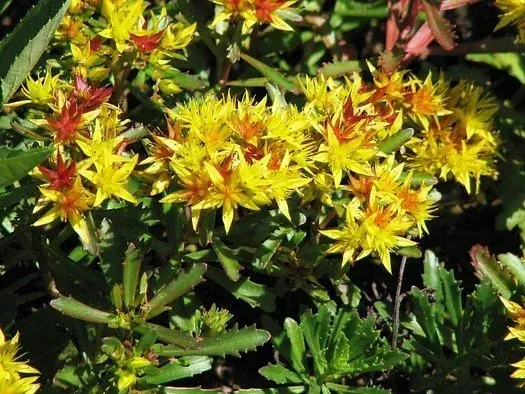 Stonecrop 'Yellow Diamonds'