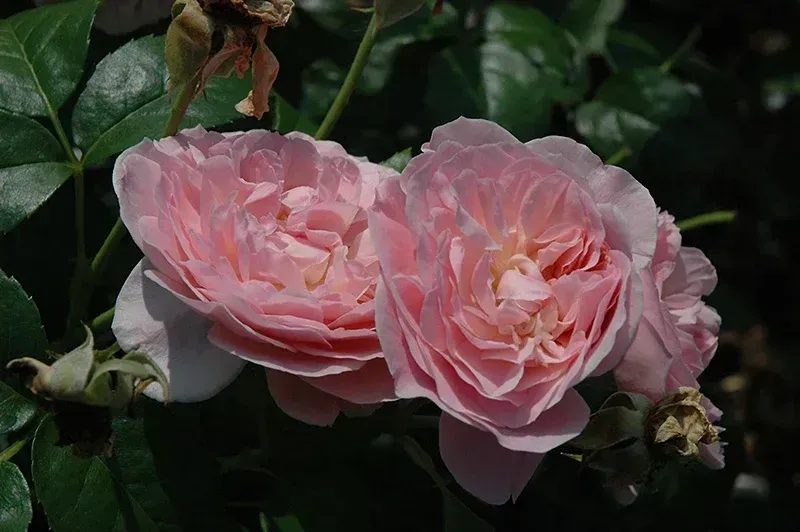 Strawberry Hill