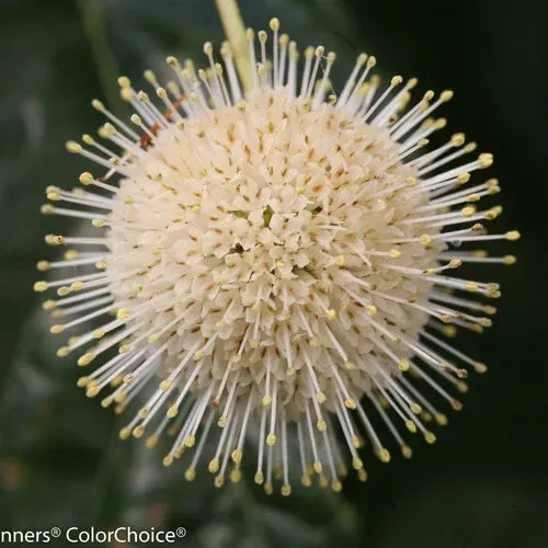 Sugar Shack Buttonbush