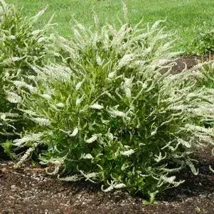 Sugartina 'Crystalina'